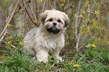 LHASSA APSO 251